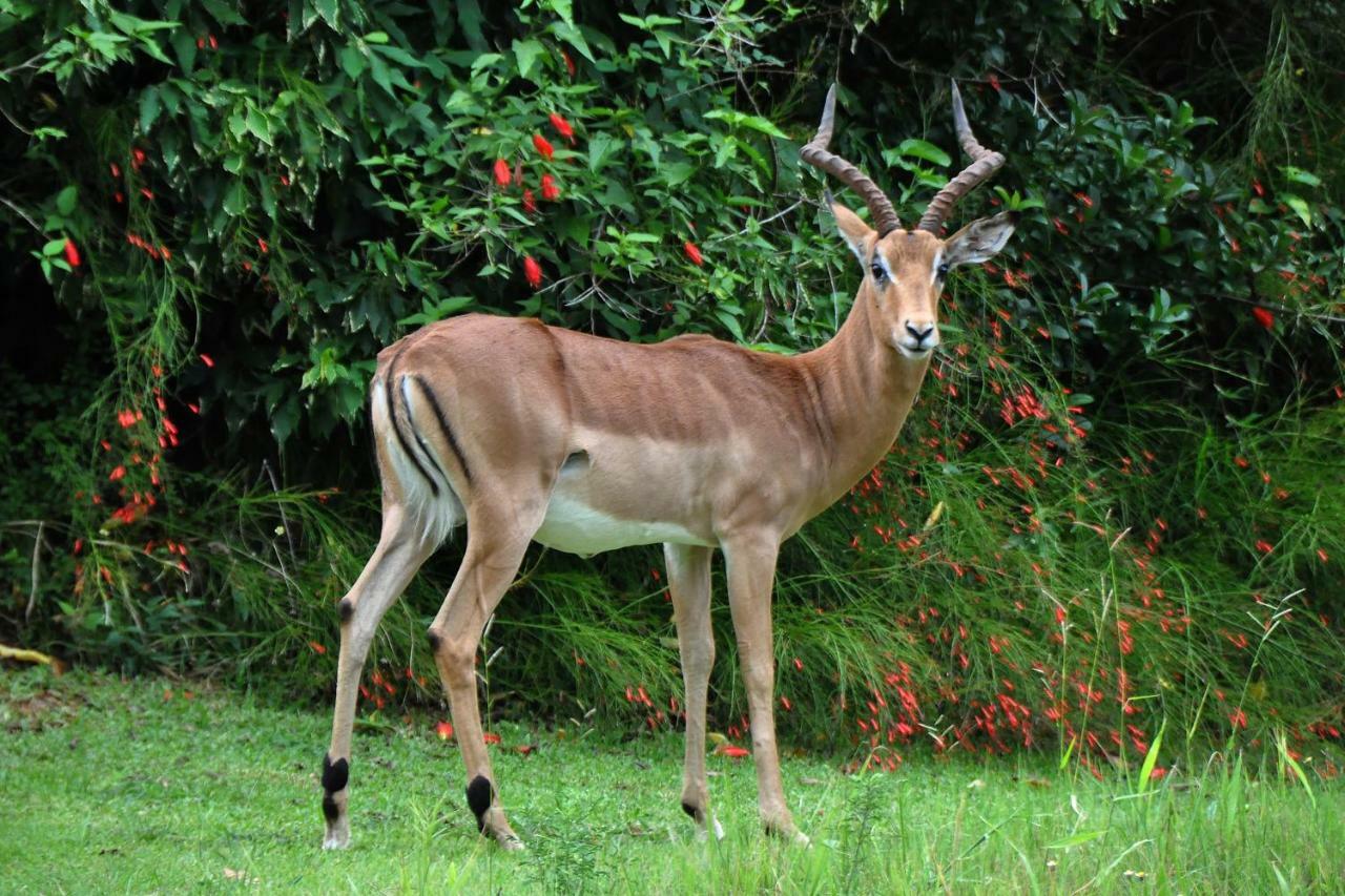 Kruger Park Lodge Unit No. 243 Hazyview Eksteriør bilde